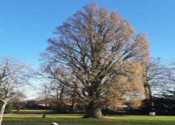 7 Expert Secrets for Accurate Guadalajara vs Atlas Prediction: The Ultimate Guide